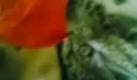 विशालकाय डिल्डो बीएफ मूवी सेक्सी में हस्तमैथुन अधिक खूबसूरती से करता है