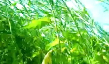 क्रूर अपमान के बिना संजय दत्त सेक्सी वीडियो आसान वर्चस्व